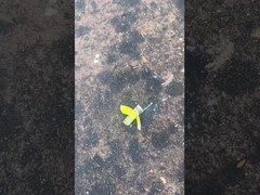 Veilig Bumble Bee vuurwerk, Mandarijn Toy Story vuurwerk CECE gecertificeerd